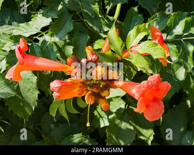 Schöne rote Blüten der Trompetenrebe oder Trompetenschrecke Campsis radicans. Campsis Flamenco leuchtend orange Blumen, die sich über den Zaun in greene winden Stockfoto