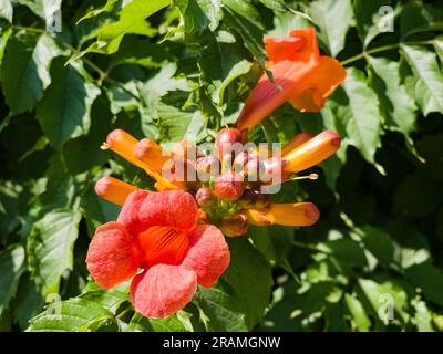 Schöne rote Blüten der Trompetenrebe oder Trompetenschrecke Campsis radicans. Campsis Flamenco leuchtend orange Blumen, die sich über den Zaun in greene winden Stockfoto