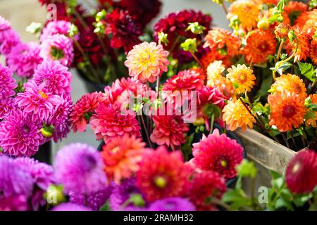 Wunderschöne farbenfrohe Dahlienblumen, die im Blumenladen im Freien in Vilnius, Litauen, verkauft werden Stockfoto
