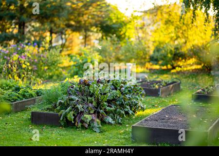 Anbau von Roten Bete in der Sommersaison. Kräuter und Gemüse anbauen. Gartenarbeit und Lebensstil der Selbstversorgung. Stockfoto