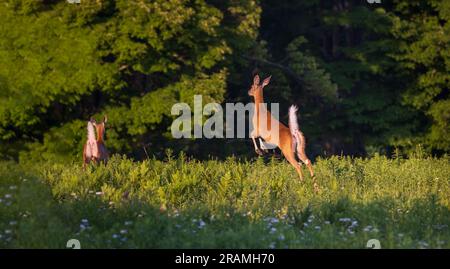 Weißschwanz rennt für die Sicherheit des Waldes. Stockfoto