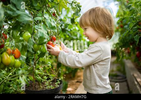 Süßer kleiner Junge, der an einem sonnigen Sommertag in einem Gewächshaus Spaß hat. Ein Kind, das eine frische Bio-Tomate hält. Kinderhilfe bei der täglichen Arbeit. Gartenarbeit Stockfoto