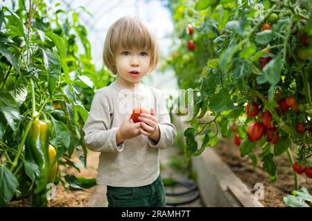 Süßer kleiner Junge, der an einem sonnigen Sommertag in einem Gewächshaus Spaß hat. Ein Kind, das eine frische Bio-Tomate hält. Kinderhilfe bei der täglichen Arbeit. Gartenarbeit Stockfoto