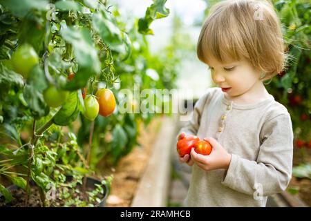 Süßer kleiner Junge, der an einem sonnigen Sommertag in einem Gewächshaus Spaß hat. Ein Kind, das eine frische Bio-Tomate hält. Kinderhilfe bei der täglichen Arbeit. Gartenarbeit Stockfoto