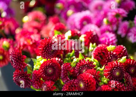 Wunderschöne farbenfrohe Dahlienblumen, die im Blumenladen im Freien in Vilnius, Litauen, verkauft werden Stockfoto