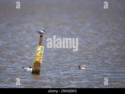 Common Tern Sterna hirundo stand auf einem Wasserbrett im RSPB Titchwell Naturschutzgebiet, Norfolk, Großbritannien Stockfoto