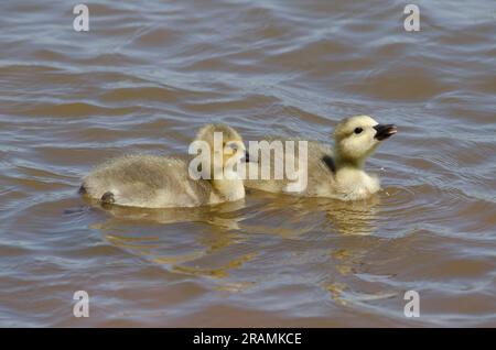 Kanadier-Gänse, Branta canadensis, Goslings trinken Stockfoto