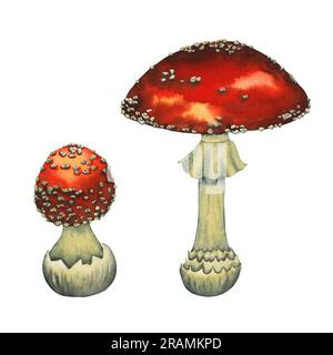 Fliegenagarik Pilze groß und klein. Alanita-rote Amanita-Pilze in Aquarell. Isolierte handgezeichnete Illustration auf weißem Hintergrund Stockfoto