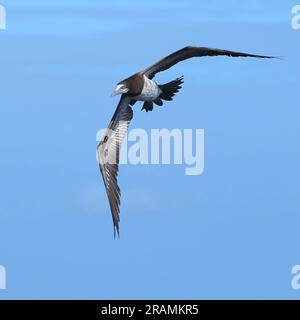 Ein brauner Booby aus nächster Nähe mit seinem Schwanz, der weit ausbreitet, und Wassertropfen, die aus seinem Kopf tropfen. Stockfoto