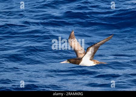 Ein brauner Sprössling wird aus nächster Nähe im Flug auf Augenhöhe direkt über dem Wasser gesehen Stockfoto