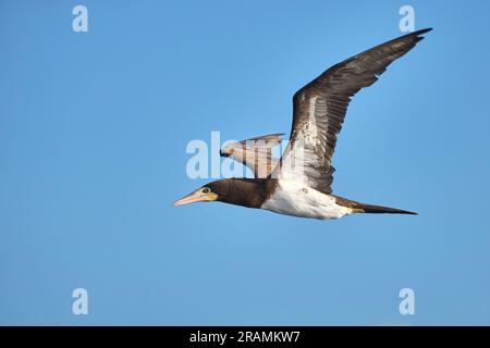 Ein brauner Booby wird im Flug aus nächster Nähe auf Augenhöhe mit blauem Himmelshintergrund gesehen. Stockfoto