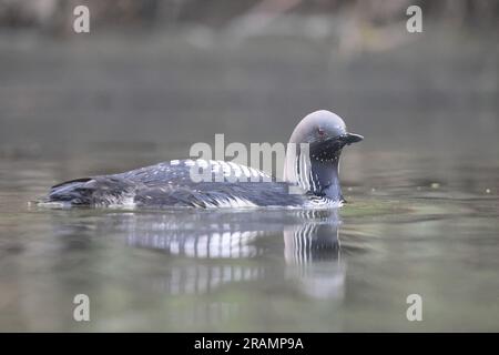 Der Pacific loon oder Pacific Diver (Gavia pacifica) ist ein mittelgroßes Mitglied der Lone, oder Taucher, Familie. Stockfoto