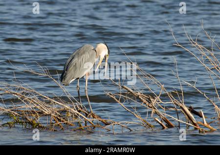 Great Blue Heron, Ardea herodias Stockfoto