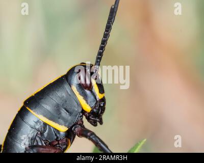 Florida-Lutscher-Grashüpfer Romalea microptera Nymphe Stockfoto