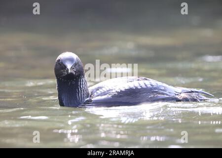 Der Pacific loon oder Pacific Diver (Gavia pacifica) ist ein mittelgroßes Mitglied der Lone, oder Taucher, Familie. Stockfoto