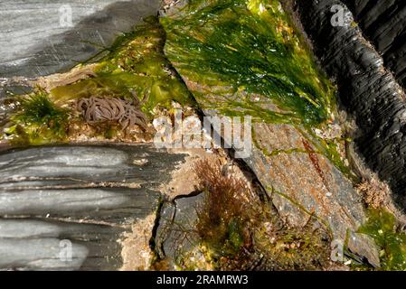 Snakelock Anemone (links), Dahlia Anemone (Botton) und Seetang im Felsenpool Stockfoto
