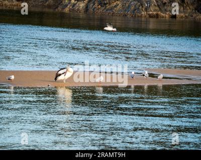 Australische Pelikaner putzen mit anderen Vogelfreunden auf der Sandreflexion im glänzenden Wasser Stockfoto