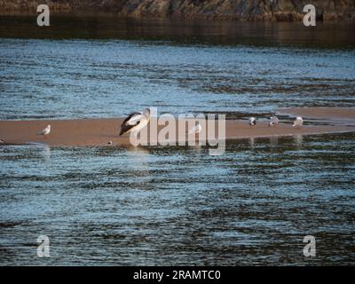 Australische Pelikaner putzen mit anderen Vogelfreunden auf der Sandreflexion im glänzenden Wasser Stockfoto