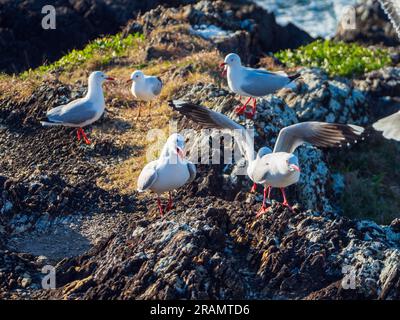 Wütende Möwen, eine im Flug, auf den Felsen am Meer Stockfoto