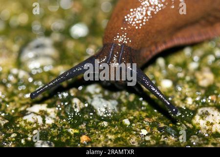 Schwarzer Garten Schnecke auf moosem Fels Stockfoto