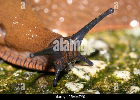 Schwarzer Garten Schnecke auf moosem Fels Stockfoto