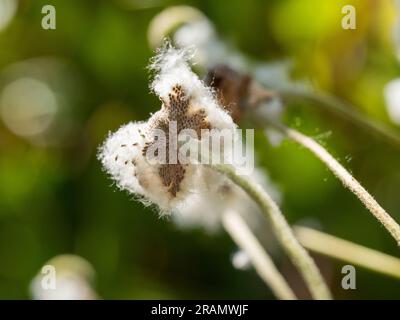 Japanische Windblumen zu Samen gegangen, weiß und Baumwolle, getrocknete Samen, die im Wind wegwehen, Bokeh grüner Hintergrund Stockfoto