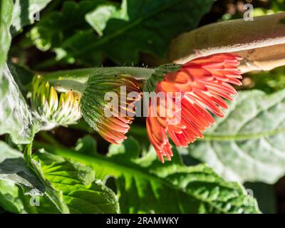 Drei Gerbera-Blütenknospen in verschiedenen Phasen der Öffnung, Seitenansicht Stockfoto