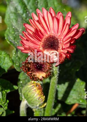 Drei Gerbera-Blütenknospen in verschiedenen Öffnungsstadien, nass und frisch Stockfoto