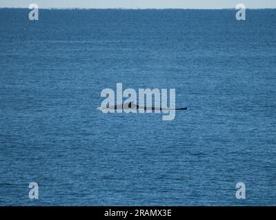 Walwanderung, beobachten Buckelwale, die vorbeifahren, Mittlere Nordküste, NSW Australien Stockfoto