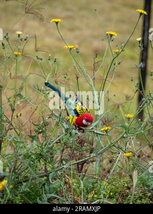 Lebendige, farbenfrohe östliche Rosella, einheimischer Vogel aus Australien, Fütterung von Löwenzahn Stockfoto