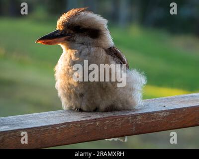 Kookaburra sitzend, australischer einheimischer Vogel, geschwollene, flauschige Federn Stockfoto