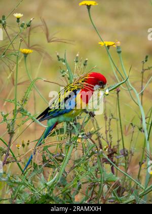 Leuchtend bunte Eastern Rosella, australischer einheimischer Vogel, der sich von Löwenzahnblumen und Samen ernährt Stockfoto