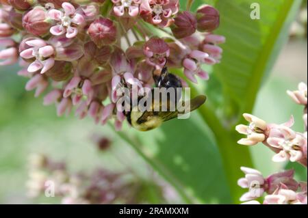 An einem warmen Sommertag im Smale River Front Park in Cincinnati, Ohio, zieht eine Hummel durch eine pulsierende Blume. Stockfoto