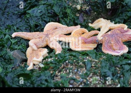 Eine große Gruppe von Seesternen unter Wasser am Strand zwischen Botany Bay und Palm Bay Beach, in Kent, Großbritannien - Juli 2023 Stockfoto