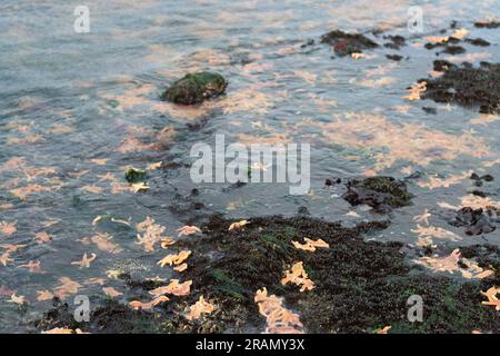 Eine große Gruppe von Seesternen unter Wasser am Strand zwischen Botany Bay und Palm Bay Beach, in Kent, Großbritannien - Juli 2023 Stockfoto