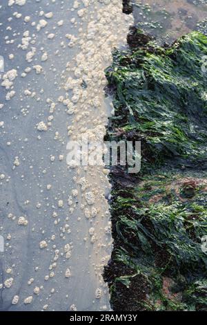 Nahaufnahme der Verschmutzung, die den Rand des Betons berührt, neben dem grünen Algen, gefunden am Botany Bay Beach, Großbritannien. Stockfoto