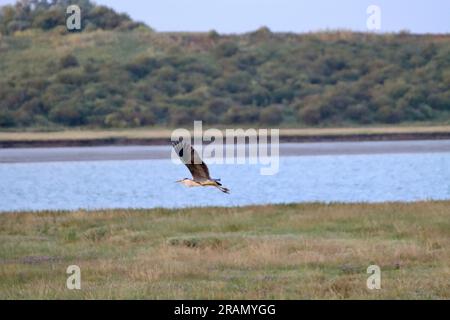 Graureiher (Ardea cinerea) fliegen in Oare Marshes, einem international wichtigen Feuchtgebiet in Swale, Kent, Großbritannien. Stockfoto