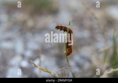 Die braune raupe klettert und reicht von der Spitze eines langen Grasstiels. Stockfoto