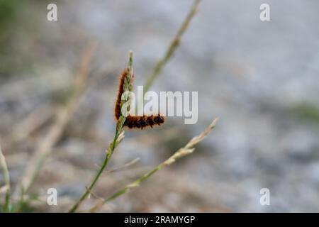 Die braune raupe klettert und reicht von der Spitze eines langen Grasstiels. Stockfoto