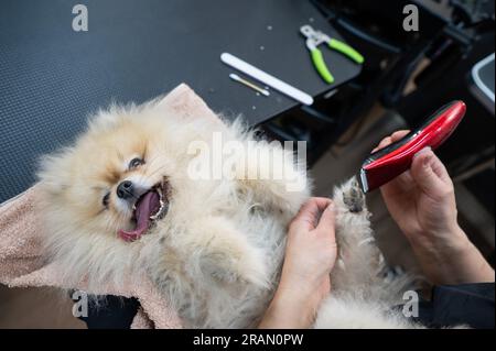 Eine Bräutigam trimmt die Haare an den Pfoten eines spitz. Stockfoto