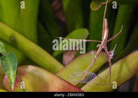 Rufous net-casting Spider, Deinopsis subrufa, with net, Malanda, Australien. Stockfoto