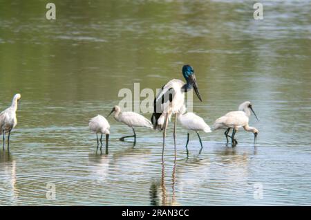 Wasservögel, Schwarzhalsstorch, Ephippiorhynchus asiaticus und Royal Spoonbill, Platalea regia Hasties Swamp, Australien. Stockfoto