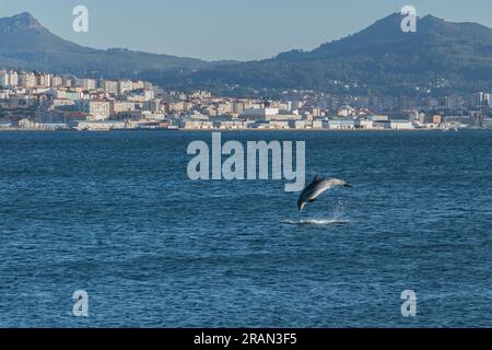 Delfine springen im Sommer in der Bucht von Vigo in Spanien über das Meer Stockfoto