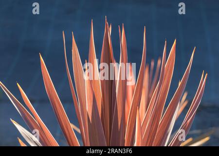 cordyline australis rotes Gras wächst im Sommer aus nächster Nähe im Freien Stockfoto