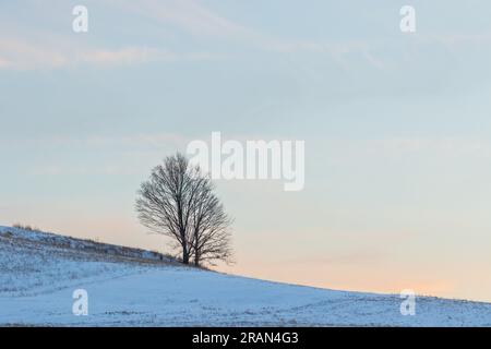 Winternachmittagsszene auf einer Farm in Chester, New York, am 30. Januar 2022. Stockfoto