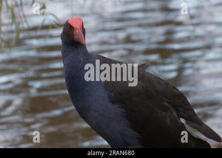 Porphyrio Melanotus, so ein wunderschöner Vogel. Stockfoto