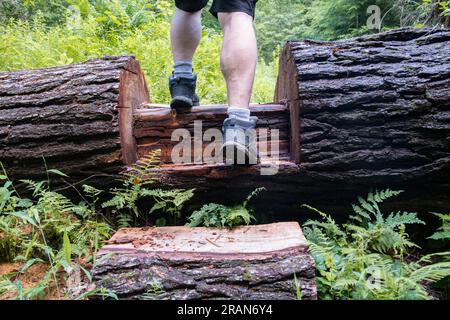 Wanderer auf einem Pfad, der an Hindernissen in den Wäldern vorbeizieht, konzentrieren sich auf Beine und Wanderschuhe, innerhalb des Forest Trails kopieren Sie das Hintergrundthema des Space Banners. Stockfoto