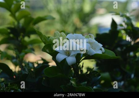 Weiße Blumen mit orangefarbenem Jasmin Stockfoto