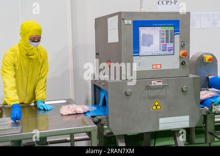 Röntgengerät-Inspektion Hühnerfleisch auf Metalldetektion im Produkt. Lebensmittelsicherheit. Stockfoto