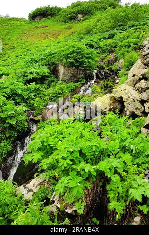 Ein kleiner, turbulenter Bach fließt in einem schnellen Bach von einem hohen Berg durch dichten Sträuchern. Iwanowskie-Seen, Chakassien, Sibirien, Russland. Stockfoto